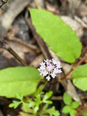Trachymene procumbens