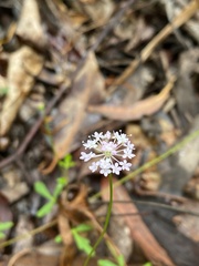 Trachymene procumbens