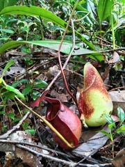 Nepenthes rafflesiana
