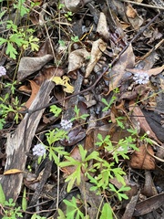 Trachymene procumbens