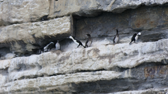 Phalacrocorax fuscescens