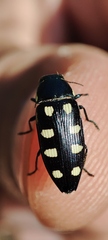Buprestis octoguttata