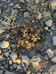 Euphorbia cinerascens