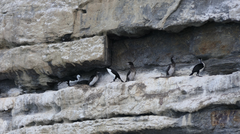 Phalacrocorax fuscescens