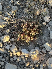 Euphorbia cinerascens