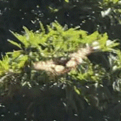 Papilio anactus