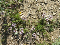 Thymus embergeri