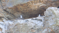 Phalacrocorax fuscescens