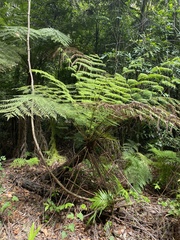 Cyathea australis