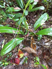 Nepenthes rafflesiana