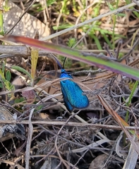 Pollanisus viridipulverulenta
