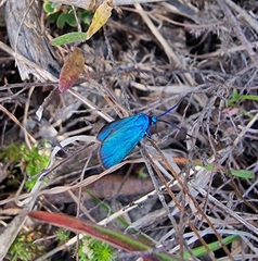 Pollanisus viridipulverulenta
