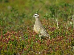 Charadrius morinellus