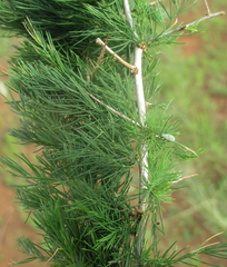 Asparagus suaveolens