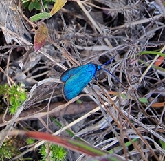 Pollanisus viridipulverulenta