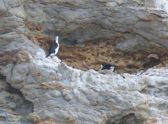 Phalacrocorax fuscescens