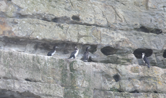 Phalacrocorax fuscescens
