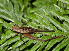 Eneoptera guyanensis