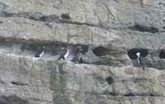 Phalacrocorax fuscescens