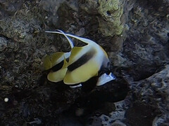 Heniochus intermedius