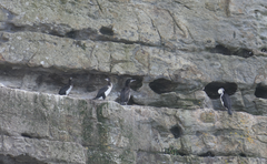 Phalacrocorax fuscescens