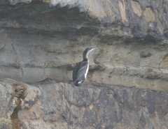 Phalacrocorax fuscescens