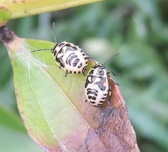 Eurydema