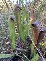 Sarracenia minor