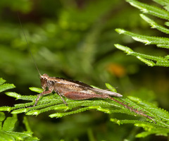 Eneoptera guyanensis