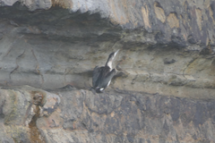 Phalacrocorax fuscescens