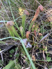 Sarracenia minor