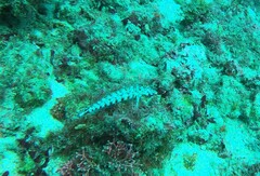 Parapercis clathrata