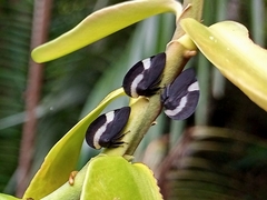Membracis