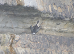 Phalacrocorax fuscescens