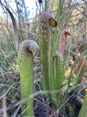 Sarracenia minor