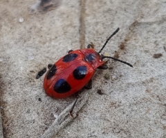 Endomychus coccineus