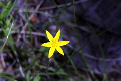 Hypoxis hygrometrica
