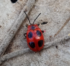 Endomychus coccineus