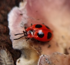 Endomychus coccineus