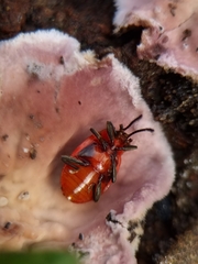 Endomychus coccineus
