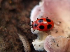 Endomychus coccineus