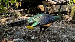 Pavo muticus