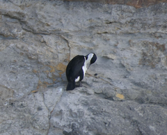 Phalacrocorax fuscescens