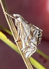 Anydraula glycerialis