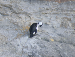 Phalacrocorax fuscescens