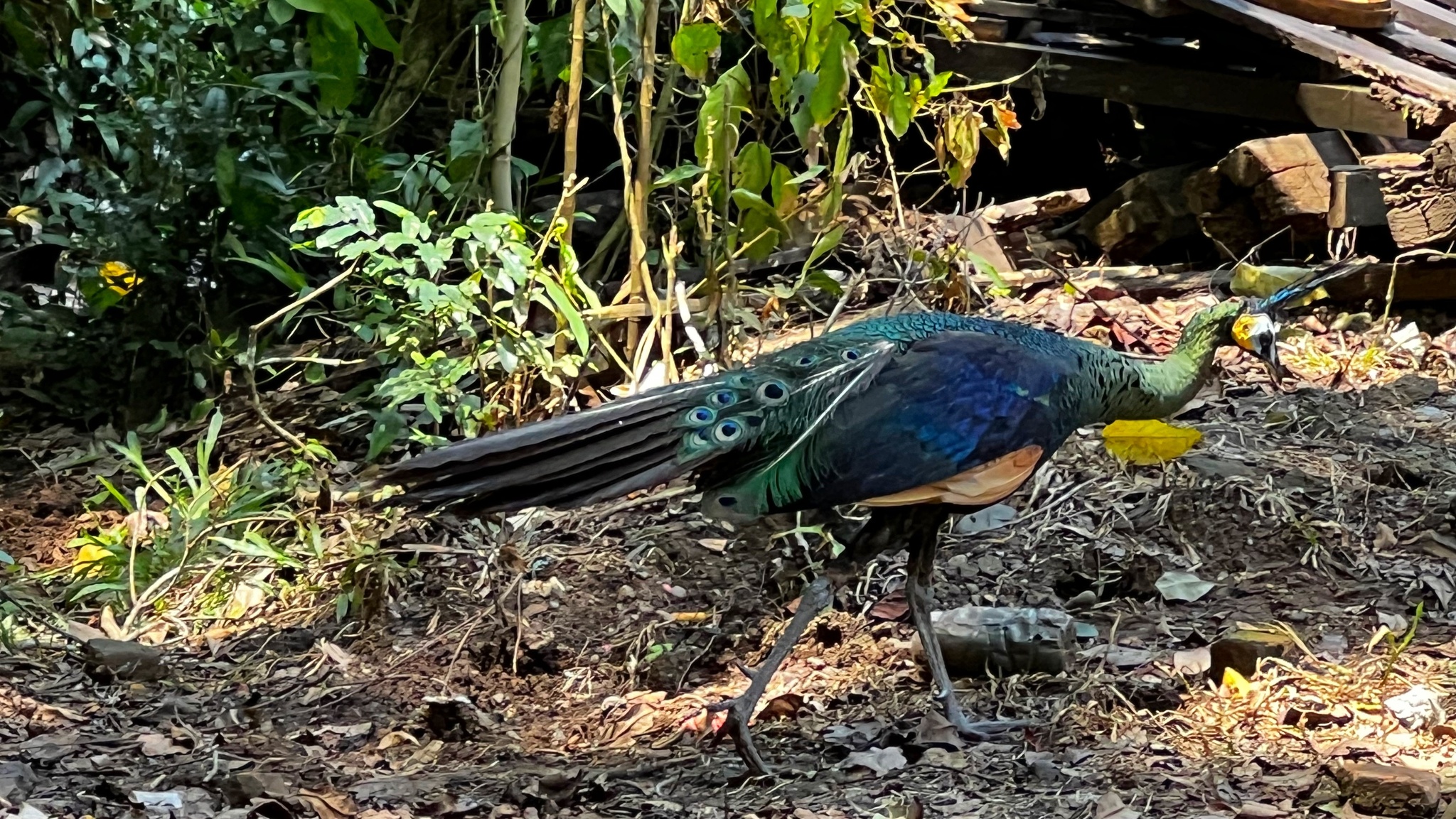 Green Peafowl