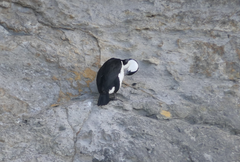 Phalacrocorax fuscescens