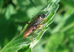 Tenthredopsis litterata