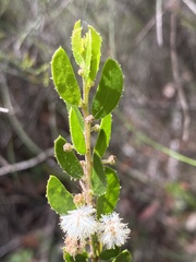 Acacia hispidula