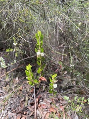 Acacia hispidula